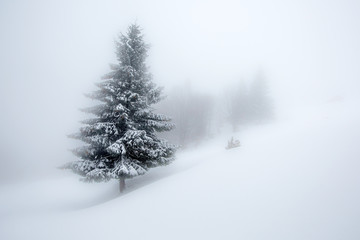 Mystical winter forest covered with snow on cloudy day