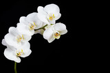Fototapeta Storczyk - The branch of white orchid on a black background