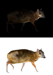 Poster - lesser mouse deer standing in the dark and white background