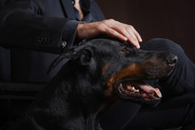 The Man In A Business Suit. Holds Hand On Dobermann Terrier