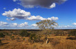 African savannah under a blue sky
