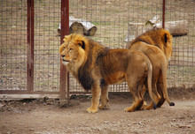 Lions Looking Through Metallic Fence In The Zoo