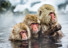 Group Of Japanese Macaques Sitting In Water In A Hot Spring. Japan. Nagano. Jigokudani Monkey Park. An Excellent Illustration.