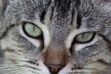 Grey Tabby Cat Closeup
