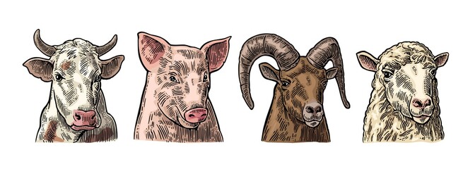 Wall Mural - Farm animals icon set. Pig, cow, sheep and goat heads