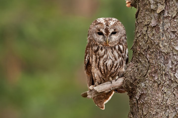brown owl, tawny owl, strix aluco, czech republic
