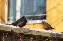 Blackbird Male And Blurred Female At The Background Sitting On The Wall In Winter