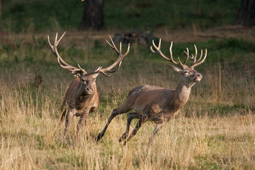 Wall Mural - red deer, cervus elaphus, czech republic