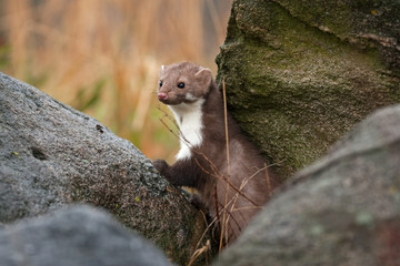 Wall Mural - beech marten, martes foina, Czech republic