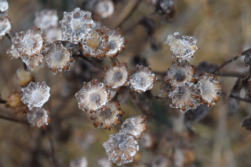 Canvas Print - Ice Crystals