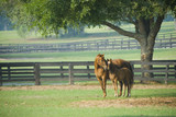 Fototapeta Konie - Beautiful horse mare and foal in green farm field pasture equine industry
