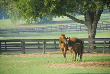 beautiful horse mare and foal in green farm field pasture equine industry