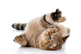 Fototapeta Koty - Beautiful striped cat on white background