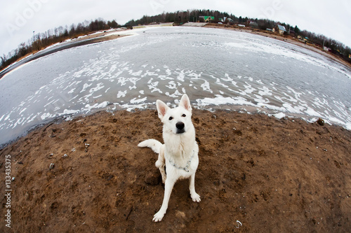 Fotografie, Obraz White Swiss shepherd dog on the river embankment, fisheye lens