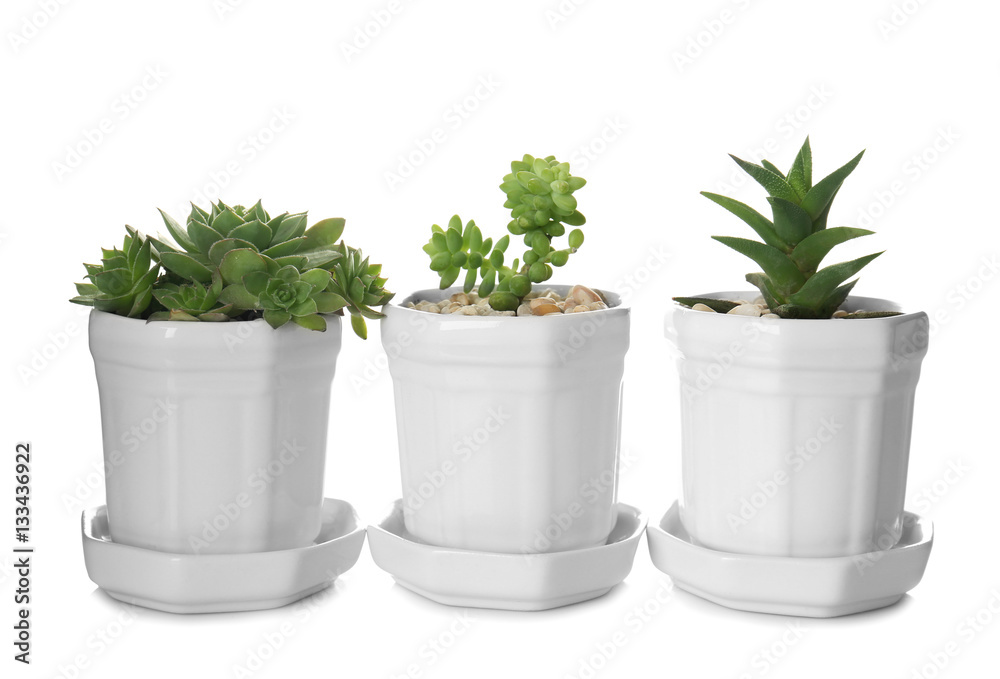 Houseplants in a row isolated on white