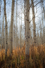 Aspens in Fall 2