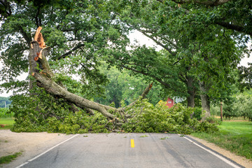 Tree fallen across a road