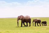 Fototapeta Sawanna - Three African elephants moving according to height