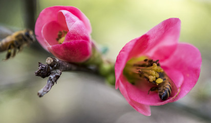 Bees in Flowers 1