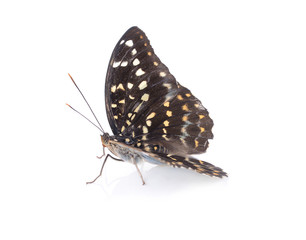 Beautiful butterfly isolated on white backgroun