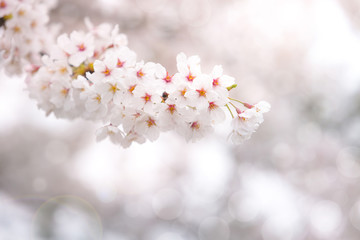 Wall Mural - Abstract cherry blossom in spring with soft focus, background