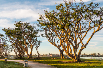 Embarcadero Park North pathway with coral trees in San Diego, California.  