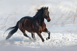 Fototapeta Konie - Bay horse run gallop in snow field