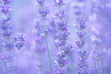 Wall Mural - field lavender flowers