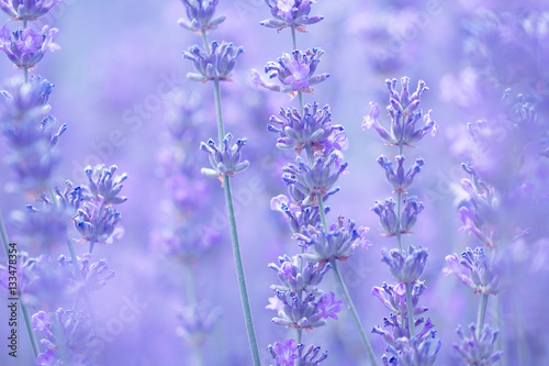 field lavender flowers