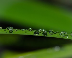 Canvas Print - Plantleaf