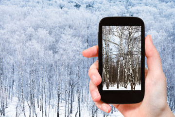 Sticker - photo of birch trees in frozen forest in winter