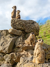 Four Meerkats On The Stone.
