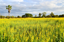 The Field Full Of Bright Yellow Flowers