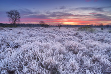 Frosted Heather At Sunrise In Winter In The Netherlands
