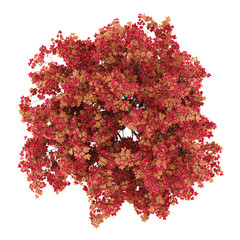 Wall Mural - top view of japanese maple tree isolated on white background