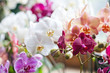 Colorful flower Orchids. Beautiful Orchidaceae Phalaenopsis pink, red, violet orchid flowers closeup. shallow depth field