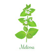 fresh melissa plant. Also Lemon balm or balm mint