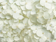 White Hydrangea Flowers Romantic Floral Background