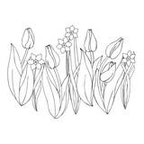 Fototapeta Tulipany - vector monochrome contour illustration of daffodil narcissus  tulip flower 