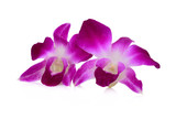 Fototapeta Storczyk - purple orchid flower isolated on white background.