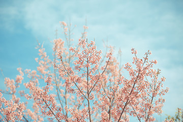 Canvas Print - Wild Himalayan Cherry spring blossom