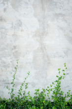 Concrete Wall With Ornamental Plants Or Ivy Or Garden Tree.