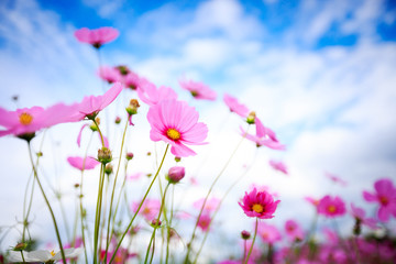 Canvas Print - Cosmos flower blossom in garden