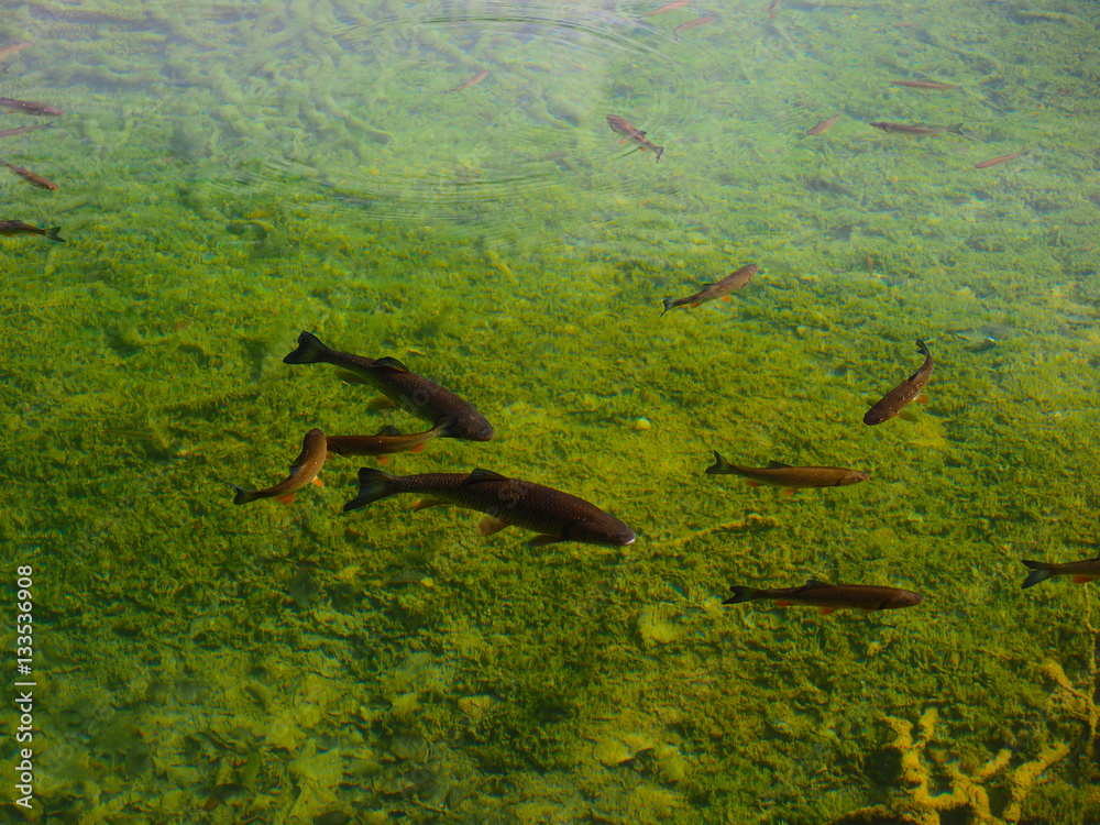 cluster of fish at upper lake ,Plitvice Lakes National Park,Croatia.