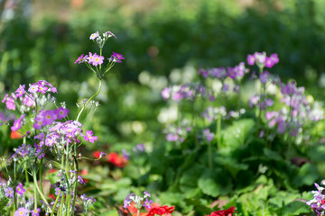 Purple flower in green grass in garden field natural soft sunlig