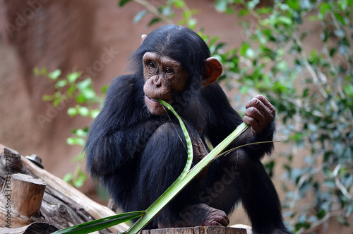 Fotografía Chimpanzee eating bamboo
