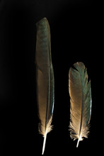Two Feathers Of Long-tailed Glossy Starling  Lamprotornis Caudat
