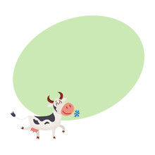 Funny Black White Spotted Cow Walking With Eyes Closed And Daisy Flower In Mouth, Cartoon Vector Illustration On Background With Place For Text. Funny Cow Holding Daisy In Mouth, Dairy Farm Concept