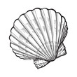 scallop sea shell, sketch style vector illustration isolated on white background. Realistic hand drawing of saltwater scallop seashell, clam, conch