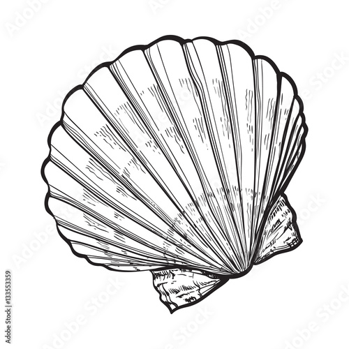 Scallop Sea Shell Sketch Style Vector Illustration Isolated On White Background Realistic Hand Drawing Of Saltwater Scallop Seashell Clam Conch Buy This Stock Vector And Explore Similar Vectors At Adobe Stock